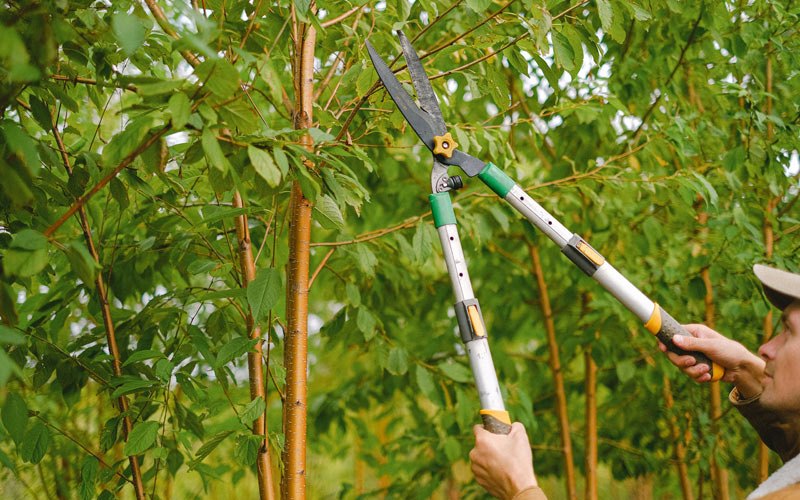 Tree trimming in Taos Ski Valley, NM